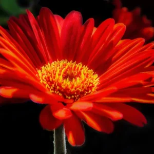 African Daisy