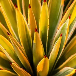 Agave 1