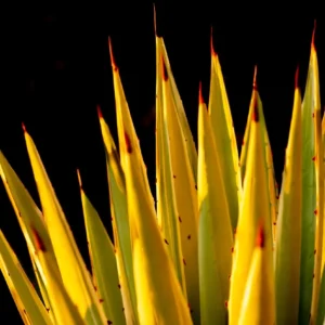 Agave 2