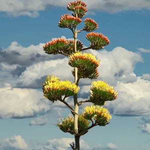 Agave in Bloom