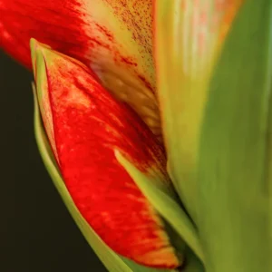 Amaryllis