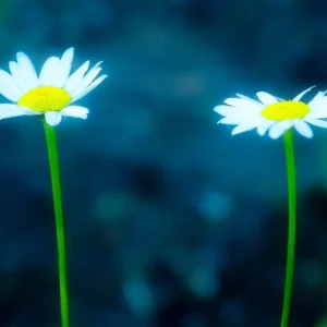 Best Friends Forever