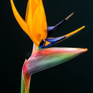 Bird of Paradise