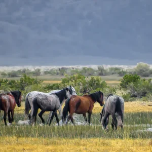 Wild Mustang Herd