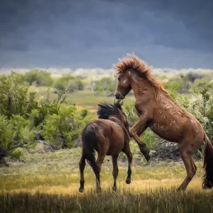 Wild Mustang Stallions