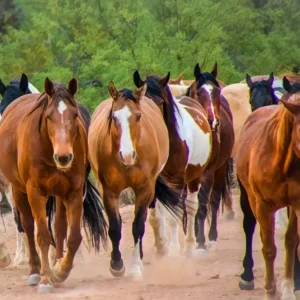 Home Horses of los Caballeros 2