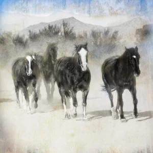 Horses of Las Cab