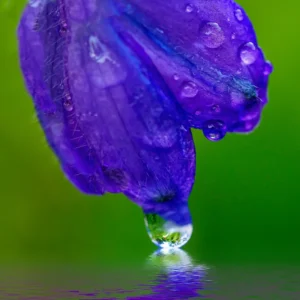 Delphinium Kiss