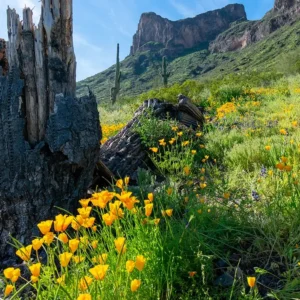 Wildflowers at Picacho