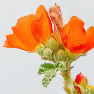 Desert Globe Mallow 2