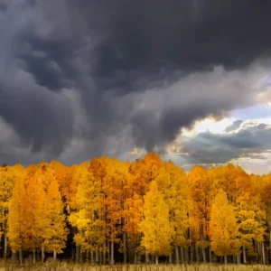 Fall Storm Over Aspens by Pamela Plummer