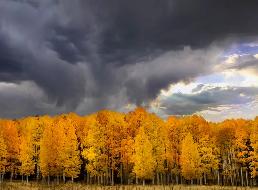Fall Storm Over Aspens by Pamela Plummer