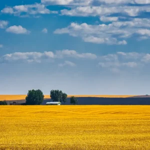 The Fields of Eastern Washington