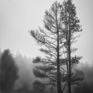 Foggy Mendocino Morning