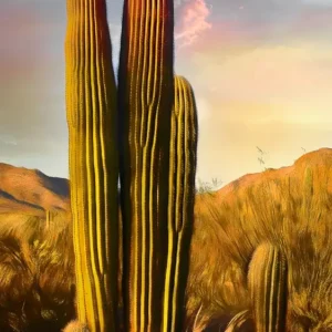 Grandmother Saguaro