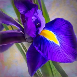 Blue Iris