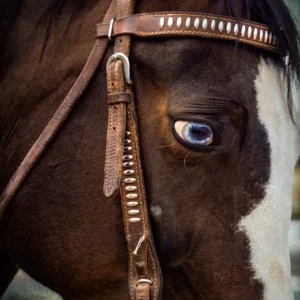 Home Blue Eyed Beauty