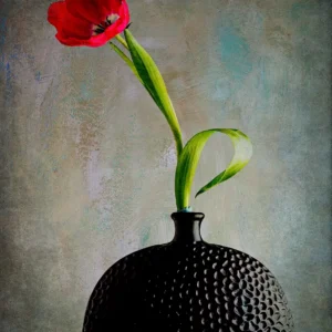 Poppy in Black Vase