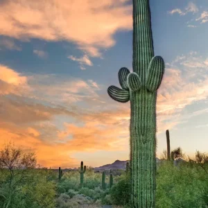 Standing Tall at Sunset