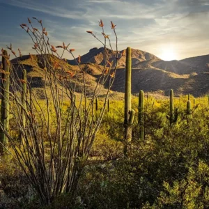 Home Sunrise Greeting Saguaro's