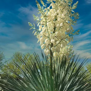 Yucca Bloom