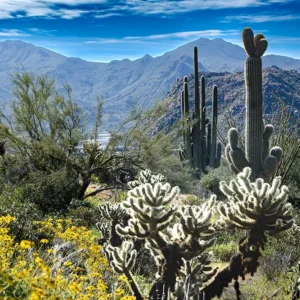 Spring in the Desert