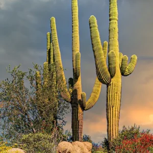 Barlett Lake Saguaros